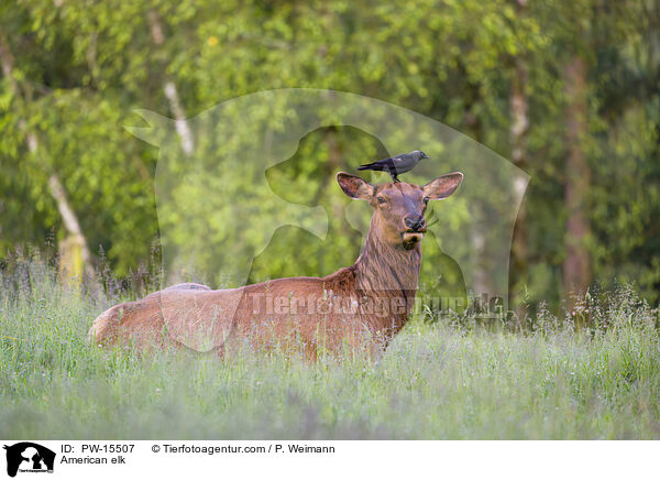 American elk / PW-15507