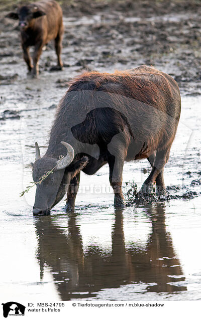 water buffalos / MBS-24795