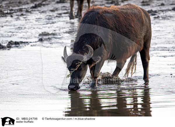 water buffalo / MBS-24796