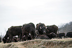 standing Water Buffalos