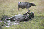 Water Buffalos