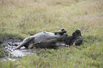 Water Buffalo in the sludge