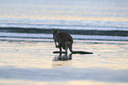whiptail wallaby