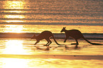 whiptail wallabies