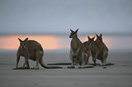 whiptail wallabies