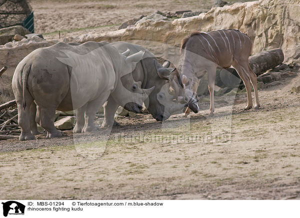 rhinoceros fighting kudu / MBS-01294