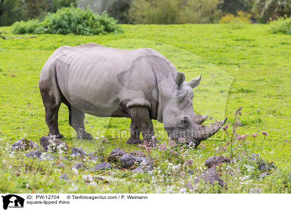 square-lipped rhino / PW-12704