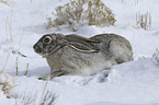 white-sided Jackrabbit in the snow