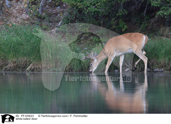 white-tailed deer / FF-05823