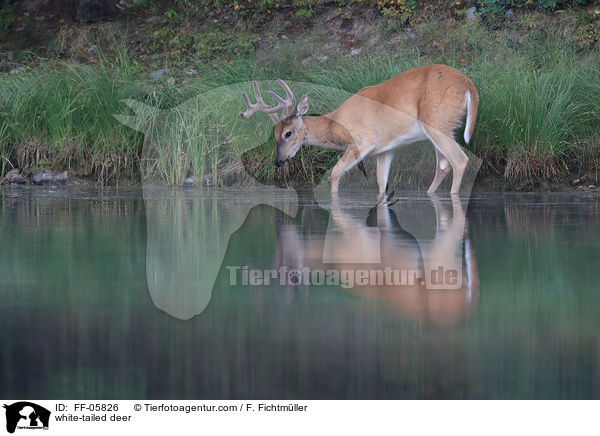 white-tailed deer / FF-05826
