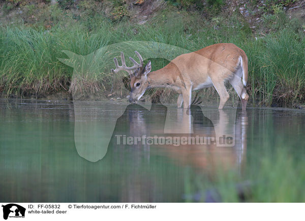 white-tailed deer / FF-05832