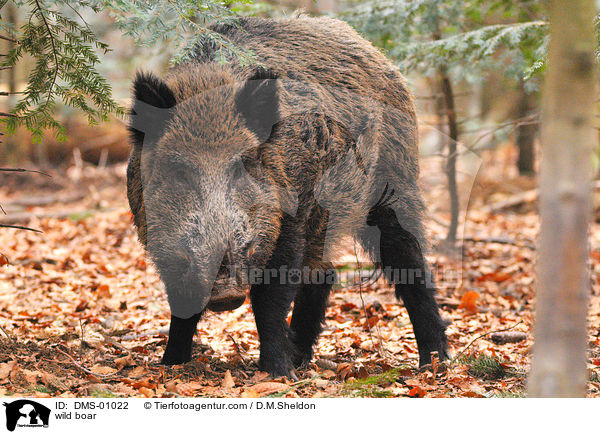 wild boar / DMS-01022