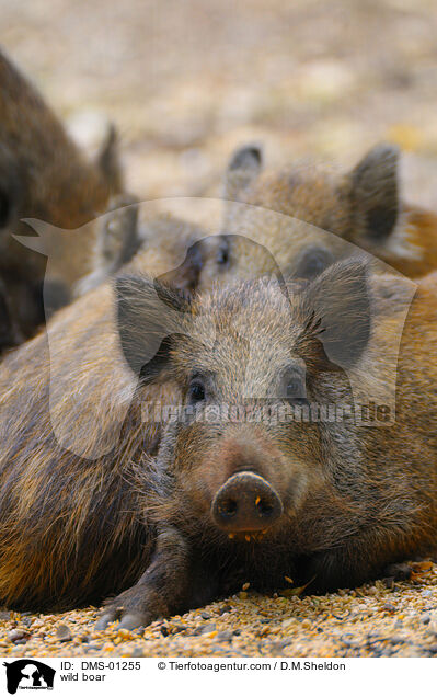 wild boar / DMS-01255