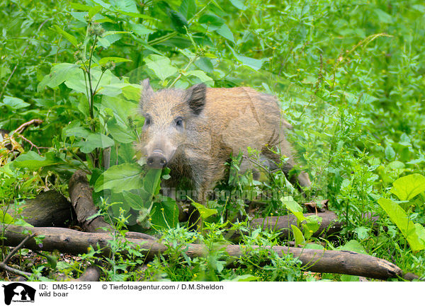 wild boar / DMS-01259