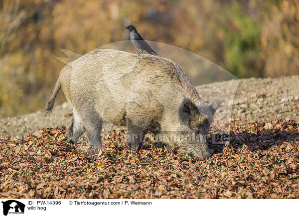 wild hog / PW-14396
