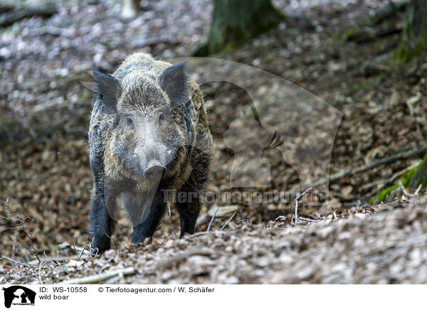 Wildschwein / wild boar / WS-10558
