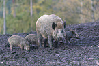 wild boar with piglets