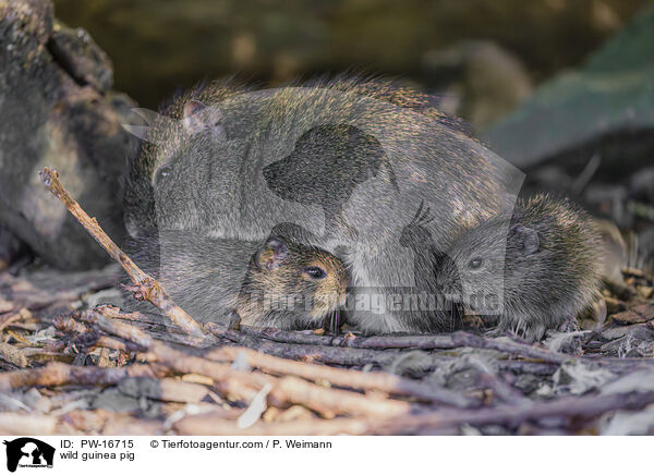 Wildmeerschwein / wild guinea pig / PW-16715