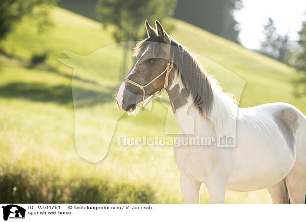 spanish wild horse / VJ-04761
