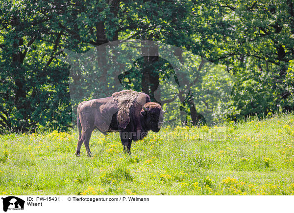 Wisent / PW-15431