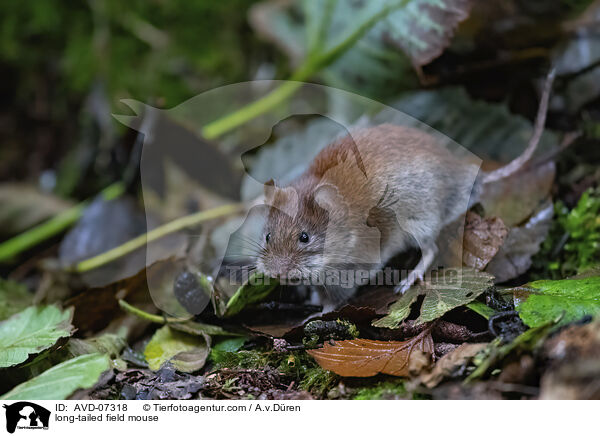 long-tailed field mouse / AVD-07318