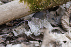 long-tailed field mouse