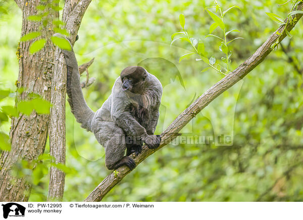 woolly monkey / PW-12995