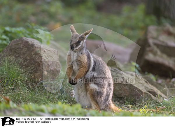 yellow-footed rock-wallaby / PW-03843