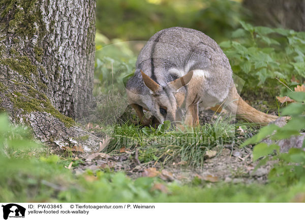 yellow-footed rock-wallaby / PW-03845