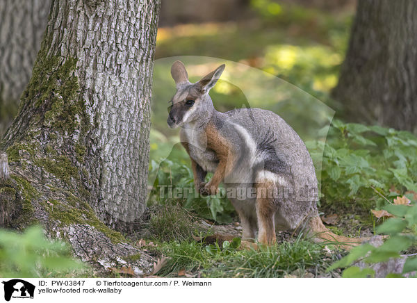 yellow-footed rock-wallaby / PW-03847