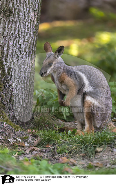 yellow-footed rock-wallaby / PW-03848