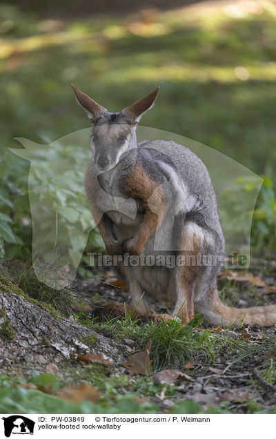 yellow-footed rock-wallaby / PW-03849