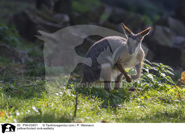 yellow-footed rock-wallaby / PW-03851