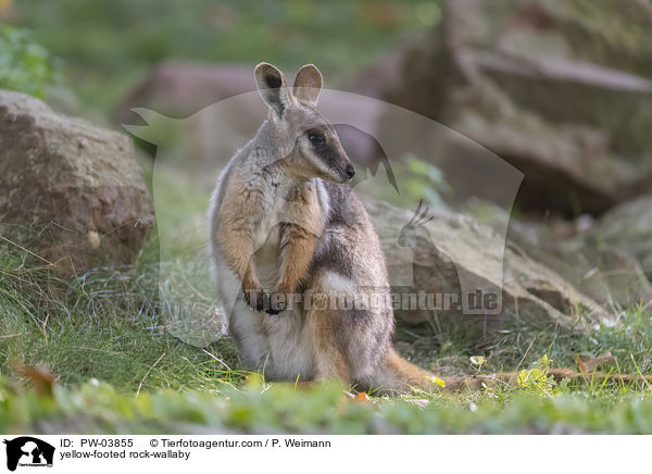 yellow-footed rock-wallaby / PW-03855