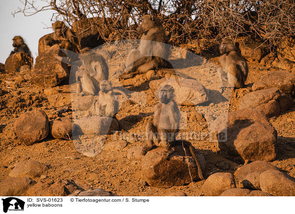 yellow baboons / SVS-01623