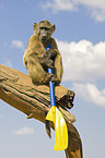 yellow baboon with paddle