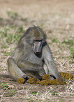yellow baboon