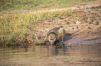 Yellow Baboon at the water