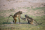fighting Yellow Baboons