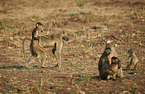 yellow baboons