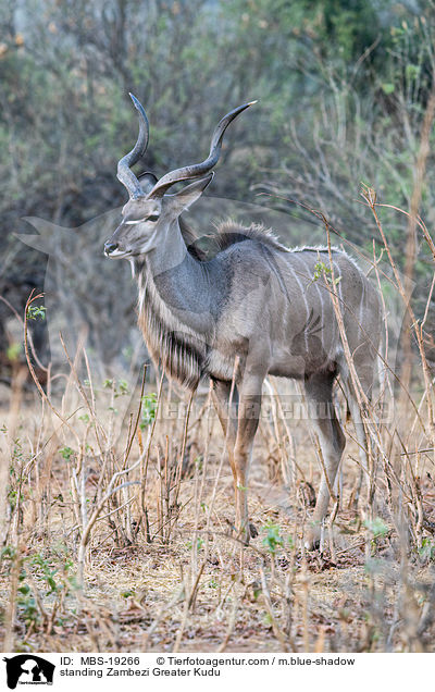 standing Zambezi Greater Kudu / MBS-19266
