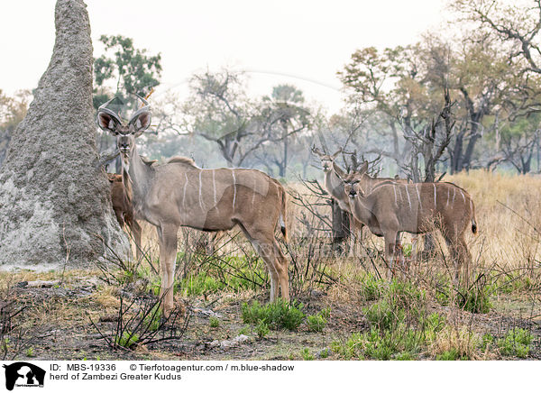 herd of Zambezi Greater Kudus / MBS-19336