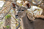 Zambezi Greater Kudu Portrait
