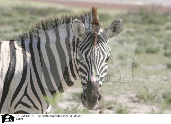 Zebra / Zebra / JM-18409