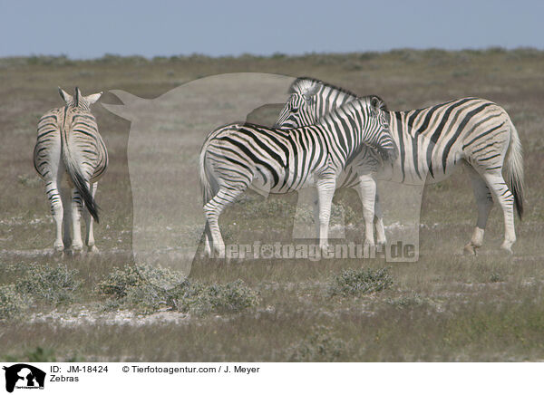 Zebras / JM-18424