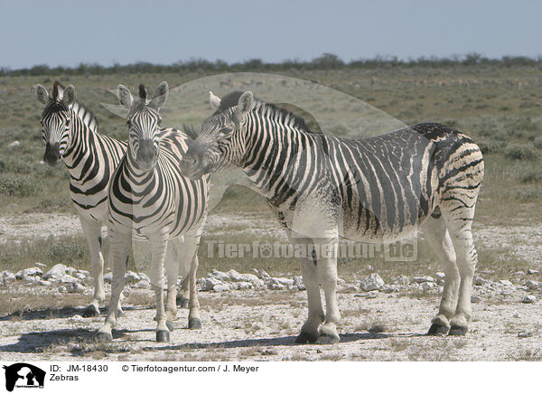 Zebras / Zebras / JM-18430