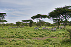 Zebras in the national park