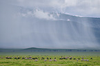 Zebras and Blue Wildebeest in the national park
