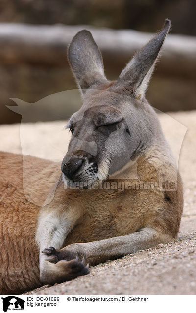 big kangaroo / DG-01099