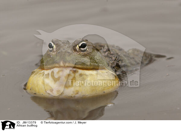 African bullfrog / JM-13379